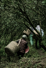 Load image into Gallery viewer, The limited-edition rock tea "Ku Mu Feng Chun Rou Gui" of Tongxin She Teahouse, to experience the charm of Wuyi rock tea.