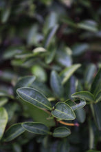 Load image into Gallery viewer, 2023 Wuyi Rock Tea 丹桂 “Fragrant Osmanthus”