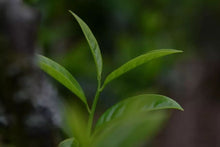 Load image into Gallery viewer, "Tongxin She Teahouse's Caolan Zhilanwang Dancong Tea"