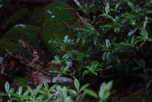 Load image into Gallery viewer, 2024 Tong Mu Guan Lao Cong Hong Cha.