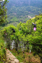 Load image into Gallery viewer, Tongxin She Teahouse New Launch | 300-Year-Old Ancient Tree Honey-Floral Oolong: Time Infused in Every Brew古树蜜花香