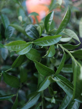 Load image into Gallery viewer, Taste the Rare "Yu Qi Lin" and Enjoy the Charm of Wuyi Tea