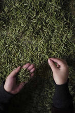 Load image into Gallery viewer, 2025 Wuyishan Tongmu Guan Floral Jinjunmei Black Tea Arrives at Tongxinshe Teahouse! Inviting You to Taste the Essence of Black Tea