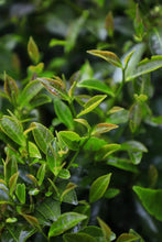 Load image into Gallery viewer, Dahongpao’s “illegitimate son”—Purple Hong Pao/紫红袍