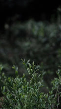 Load image into Gallery viewer, Tongxinshe's first black tea in 2025 is amazing! Tongmuguan Flower Fragrance Black Tea invites you to taste the century-old tea fragrance