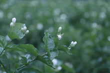 Load image into Gallery viewer, A Cup of Jasmine Silver Needle Tea: Hiding All the Vividness and Tenderness of the World