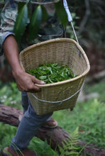 Load image into Gallery viewer, 2016 Single - Tree Ancient Tree Raw Pu'er Tea from Banpen: The Charm of Tea Aroma Precipitated by Time