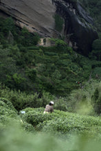 Load image into Gallery viewer, Tracing the Flavor of Wuyi Rock Tea: 2024 The Past and Present of Yan Ru