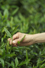 Load image into Gallery viewer, Exploring the Secret of Wuyi: Tongxinshe Teahouse Recommends the Niche Treasure "Lotus Peak Huang Qi"莲花峰黄奇