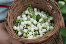 Load image into Gallery viewer, A Cup of Jasmine Silver Needle Tea: Hiding All the Vividness and Tenderness of the World