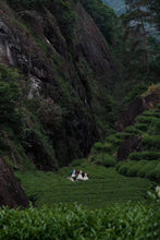 Load image into Gallery viewer, 2023 武夷岩茶“素心兰”/Golden Thread Orchid