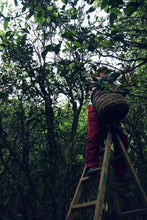 Load image into Gallery viewer, "Ancient Tree Old Song Zhong"