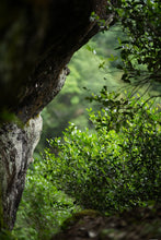 Load image into Gallery viewer, Zhengyan Jin Mu Dan: The Floral Pinnacle of Wuyi Rock Tea。弥陀岩金牡丹