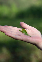 Load image into Gallery viewer, Wuyi rock tea Zheng Yan Rou Gui "Shan Jian Liu Xiang"正岩肉桂山涧留香。