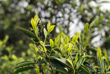 Load image into Gallery viewer, Phoenix Dancong: The Ancient Charm of Wudong and the Fragrance of Gu Shu Huangzhixiang