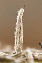 Load image into Gallery viewer, Tongxin She · Dual Masters' Co-branded Limited Edition White Tea | Tin Caddy Preserves Treasure, Time Condenses Fragrance