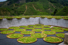 Load image into Gallery viewer, Phoenix Dancong rare variety "Shi Li Xiang  Dancong"/十里香