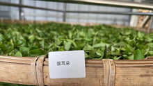 Load image into Gallery viewer, Yi Bang PuerSheng Tea Ancient Tree Cat's Ear/猫耳朵古树普洱生茶.