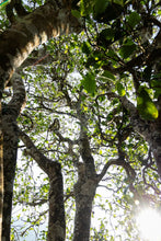 Load image into Gallery viewer, "2024 Bangdong·Barren Mountain Ancient Tree Pu'er Sheng Tea"邦东·荒山古树普洱生茶.
