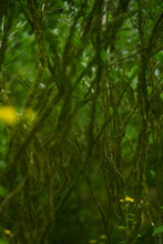 Load image into Gallery viewer, 2025 Jiulongke Rougui – A Cup Welcomes Spring 一盏逢春“九龙窠肉桂”