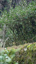 Load image into Gallery viewer, 2024 Wuyi Rock Tea – special selection of prime terroir tea