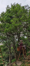 Load image into Gallery viewer, Guangdong Fenghuang Dancong ancient trees "Dai Zhao Tea"