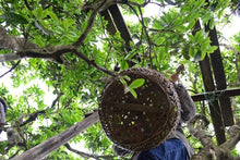 Load image into Gallery viewer, Guangdong Oolong Tea Phoenix Dancong "Brothers Tea"/兄弟仔。