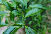 Load image into Gallery viewer, The limited-edition rock tea "Ku Mu Feng Chun Rou Gui" of Tongxin She Teahouse, to experience the charm of Wuyi rock tea.