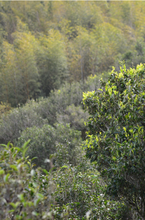 Load image into Gallery viewer, Tasting the "Tea Tiger" in 2025: Spring Delights at Tongxin She Teahouse