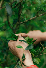 Load image into Gallery viewer, Tongxinshe Teahouse 2025: "Liulanxiang" – Rare Premium Wuyi Rock Tea from Core Cliff Terroir 留兰香
