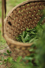 Load image into Gallery viewer, Plum Spirit Meets Cliff Charm: A Tasting Note of Tongxin She's 2025 Ancient Old Bush Xiangtianmei Oolong
北斗峰老枞向天梅