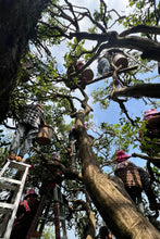 Load image into Gallery viewer, Tongxinshe Teahouse Recommendation: 2025 Da'an Ancient Tree Baxian, Savor the Orchid Elegance of "Perfume in Tea"