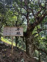 Load image into Gallery viewer, Tongxin She Teahouse's Treasured Recommendation: 2017 Naka Ancient Tree Single-Plant Raw Pu'er Tea