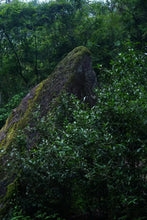 Load image into Gallery viewer, Tongxinshe Teahouse 2025: "Liulanxiang" – Rare Premium Wuyi Rock Tea from Core Cliff Terroir 留兰香