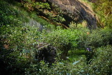Load image into Gallery viewer, 2020 Traditional Wuyi Rock Tea "Wu Yuan Jian Rou Gui"