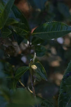 Load image into Gallery viewer, New Arrival | 2025 Taimu Mountain Baihao Yinzhen, the Noble of White Tea, Makes a Stunning Debut