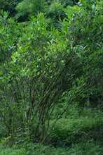 Load image into Gallery viewer, With the passage of time and unique craftsmanship: Tongxin She Teahouse's 33rd Anniversary Special Edition Rock Tea "Zhuangyuanhong".