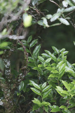 Load image into Gallery viewer, Honey Orchid Fragrance Wraps Winter Warmth | Tongxin She 2025 Phoenix Dancong Christmas Limited Gift Box, Presenting the Heartfelt Gift of Time-Honored Tea 蜜兰香