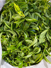 Load image into Gallery viewer, Guangdong Oolong Tea Phoenix Dancong “Wu Dong Ju Duo Zai”乌岽锯朵仔