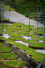 Load image into Gallery viewer, Phoenix Dancong rare variety "Shi Li Xiang  Dancong"/十里香