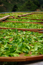 Load image into Gallery viewer, Phoenix Dancong rare variety "Shi Li Xiang  Dancong"/十里香