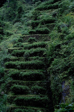 Load image into Gallery viewer, Tongxinshe Teahouse 2025 Wuyi Rock Tea (Core Production Area) Tea Bricks Launch: Niulan Keng & Matouyan Cassia Bark Tea Bricks, Limited Quantity Available