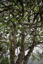 Load image into Gallery viewer, "2024 Bangdong·Barren Mountain Ancient Tree Pu'er Sheng Tea"邦东·荒山古树普洱生茶.