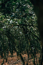 Load image into Gallery viewer, Tongxin She New Release | Orchid Above the Rocks(岩上幽兰)
Pure Qian Li Xiang from Water Curtain Cave – Qishan, Wuyi Rock Tea Limited to 15kg | For Tea Lovers Who Prefer High-Fragrance Teas