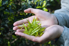 Load image into Gallery viewer, Tongxin She Teahouse 2025 Limited Launch | Handmade Bai Jiguan by Gao Peng and His Mother, A Cup Holds the Elegance of Wuyi白鸡冠。