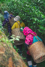 Load image into Gallery viewer, Tongxin She Teahouse 2025 Wuyi Rock Tea Mantuo Peak Huangjingui Tasting 黄金桂