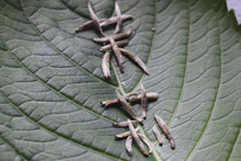 Load image into Gallery viewer, A Cup of Jasmine Silver Needle Tea: Hiding All the Vividness and Tenderness of the World