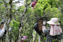 Load image into Gallery viewer, 2024 WuDong Da'an LaoCong Mi Lan Xiang /大庵老枞蜜兰香.