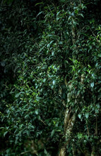 Load image into Gallery viewer, 2016 Single - Tree Ancient Tree Raw Pu'er Tea from Banpen: The Charm of Tea Aroma Precipitated by Time