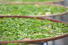 Load image into Gallery viewer, 2024 WuDong Da'an LaoCong Mi Lan Xiang /大庵老枞蜜兰香.